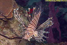 lionfish